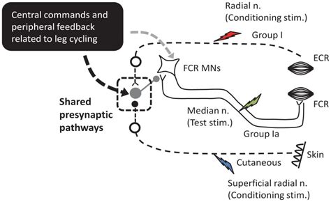 At the center is a simplified H-reflex pathway illustrating group Ia... | Download Scientific ...