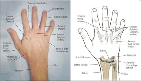 Hand and Wrist Injuries: Part I. Nonemergent Evaluation - American Family Physician | Wrist ...