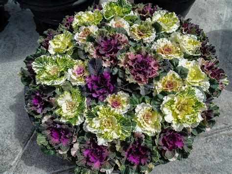 Walking Arizona: Ornamental Cabbage