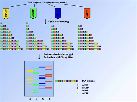 Sequencing of DNA - determination of the primary structure of the proteins