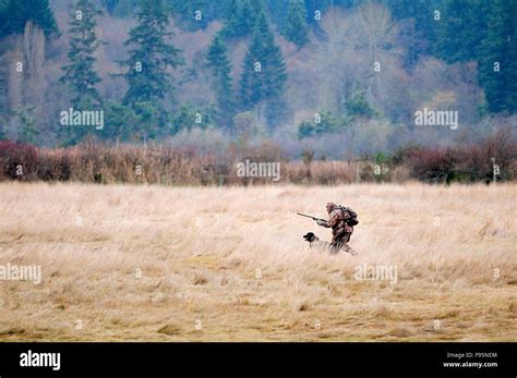 Black lab hunting hi-res stock photography and images - Alamy