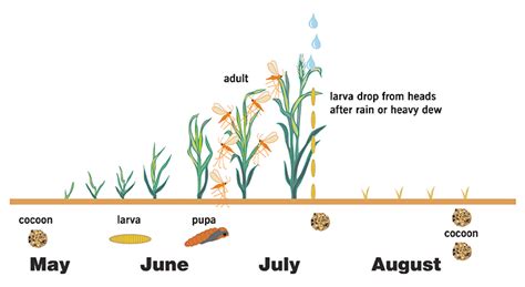 Midge Information - Pestweb