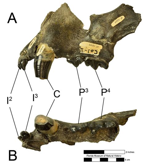 Panthera onca – Florida Vertebrate Fossils