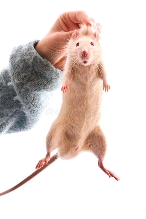 Rat in hand isolated stock image. Image of animal, white - 11868959