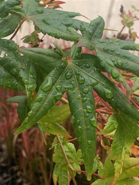 Ornamental Maple? : r/treeidentification