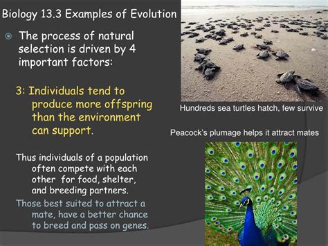 species examples biology