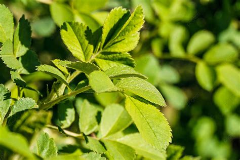 Green Garden Plant Shooting Background, Emerald Green, Garden Plants, Leaf Material Background ...