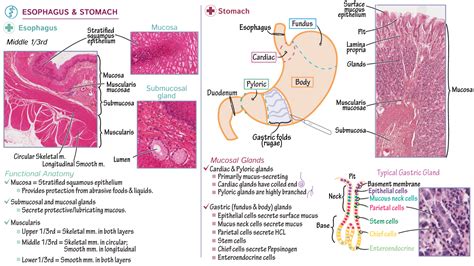 Histology: Esophagus & Stomach Histology | ditki medical & biological sciences