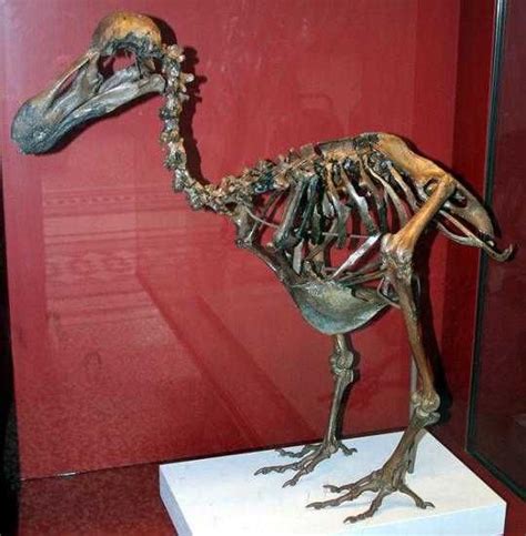 Dodo bird skeleton extinct by 1861....... | Natural history museum london, History museum ...