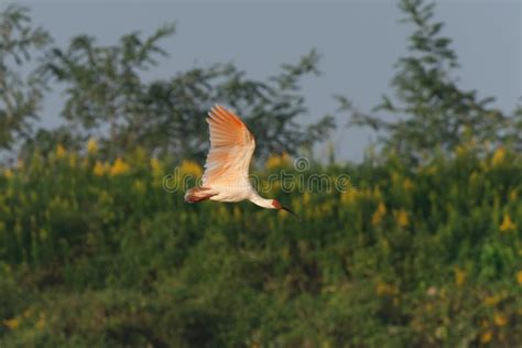 Toki or Japanese Crested Ibis or Nipponia Nippon Flying Over Rice Field ...