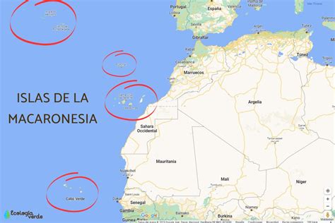 Macaronesia: qué es, islas, clima, flora y fauna - Resumen