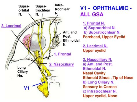 PPT - ALL BRANCHES OF TRIGEMINAL NERVE ARE LISTED IN HANDOOUT ...