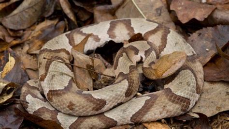 Venomous Snakes in Virginia (3 Poisonous & Deadly Species)