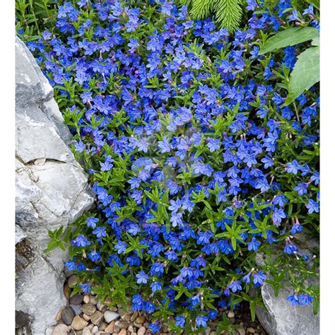 Lithodora Heavenly Blue flowers with us from March-July (honestly ...