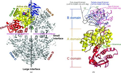 Pyruvate Kinase