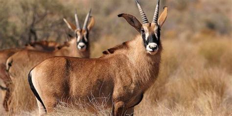 Roan Antelope: A Wildlife Guide To The Roan Antelope ️