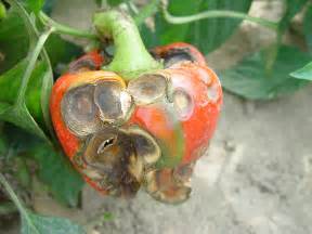 Prevent Anthracnose in Peppers and Tomatoes | Fruit, Vegetable, & Specialty Crop News