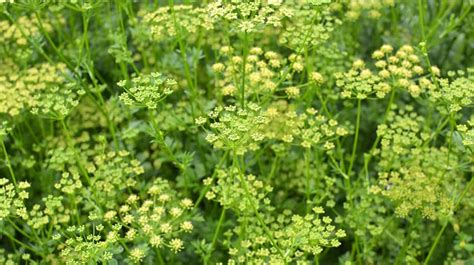 Pruning Parsley [Simple Guide] - Herbs Within