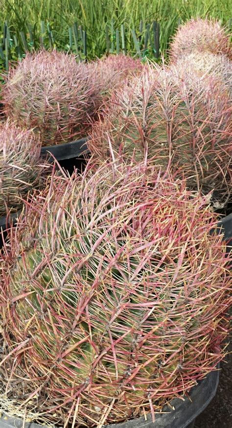 Fire Barrel Cactus www.starnursery.com | Piante grasse, Piante