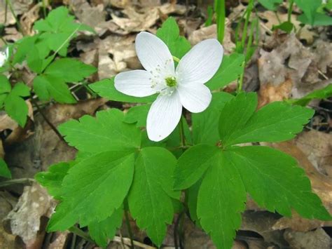 Wood Anemone Plant Care & Growing Basics: Water, Light, Soil ...