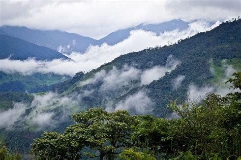 Bosque nublado: características, localización, flora, fauna