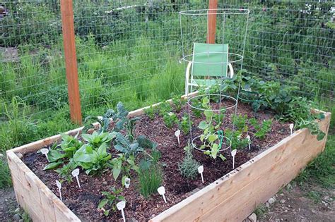 How to Grow Cantaloupe Vertically on a Trellis | Gardener’s Path