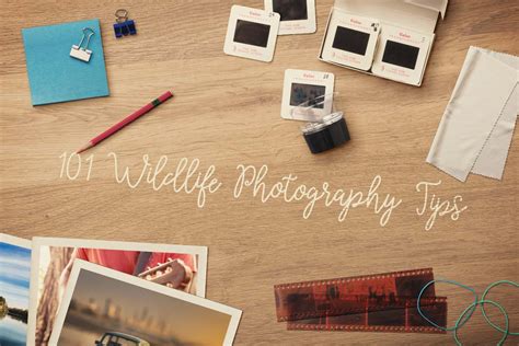 85 Wildlife Photography Tips For Stunning Images - PhotographyAxis