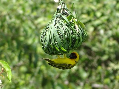 Kenya | Weaver Bird in Loisaba