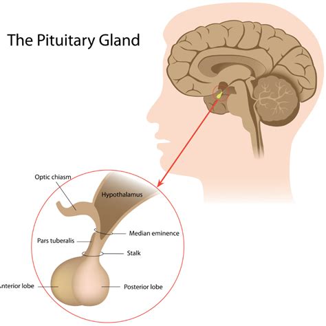 How Tongkat Ali Effects The Pituitary Gland