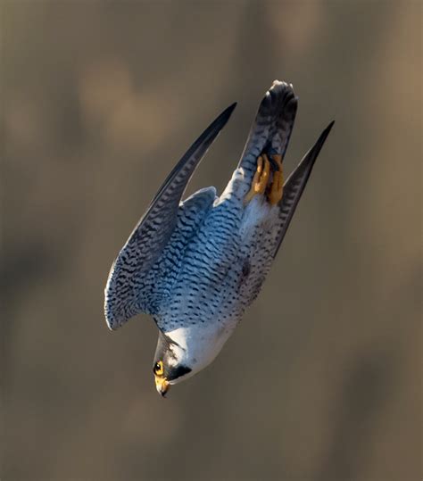 Peregrine Falcon - Meigs Point Nature Center