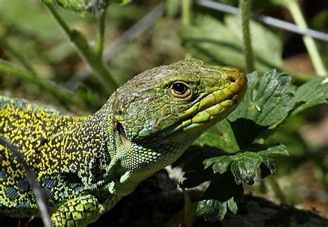 Free Images : wildlife, jungle, macro, canon, iguana, fauna, green lizard, eos, animals ...