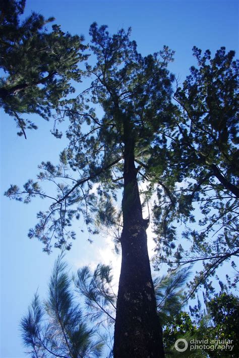 #arbol de #pino | Costa rica, Outdoor, Costa