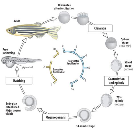 The Why and How of Breeding Zebrafish for Research - Owlcation