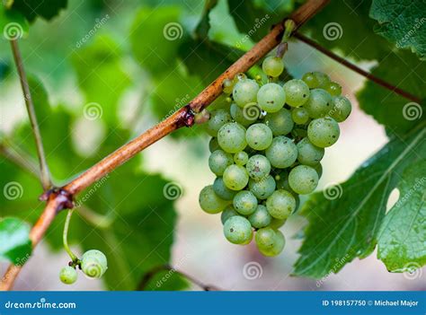 Chardonnay Bunch Ready for Harvest Stock Photo - Image of south, grapes: 198157750