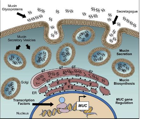 Mucins | Semantic Scholar