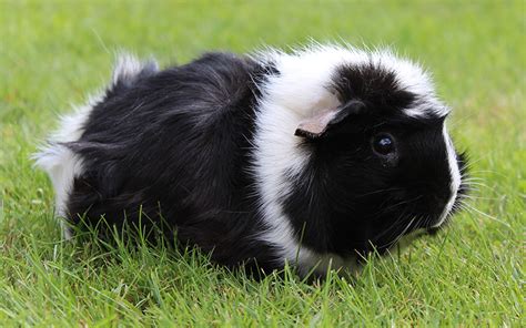 Black And White Guinea Pig Names - 250 Awesome Ideas For Naming Your Guinea Pigs