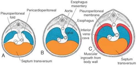 Several Parts Build Diaphragm: Septum Transversum, Pleuroperitoneal ...