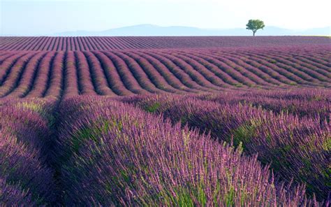 🔥 [40+] Lavender Fields Wallpapers | WallpaperSafari