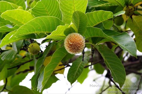 Medicinal Plants: Anthocephalus cadamba