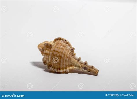 Close-up of a Shell of Bolinus Brandaris Stock Photo - Image of background, delicacy: 178412264