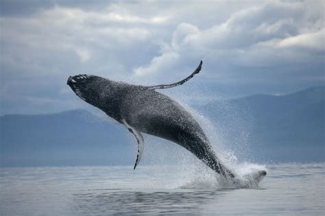 Whale Pelvis: What Vestigial Organs Say About Evolution