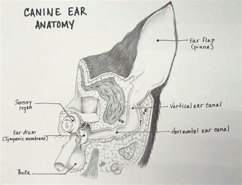 Chronic Ear Infections and Total Ear Canal Ablation — Veterinary Medical Center of CNY