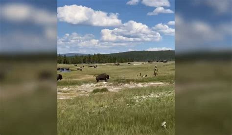 Scary Video Shows Yellowstone Visitor Trip While Fleeing Charging Bison ...