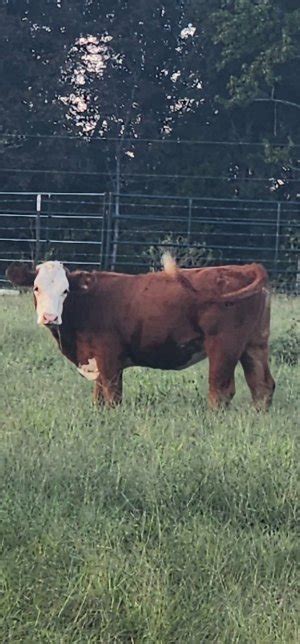 Braford heifers | CattleToday.com - Cattle, Cow & Ranching Community