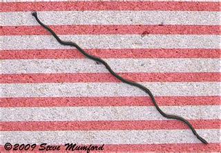 "Don't Tread On Me" Hammerhead Worm (Land Planarian) (Exot… | Flickr