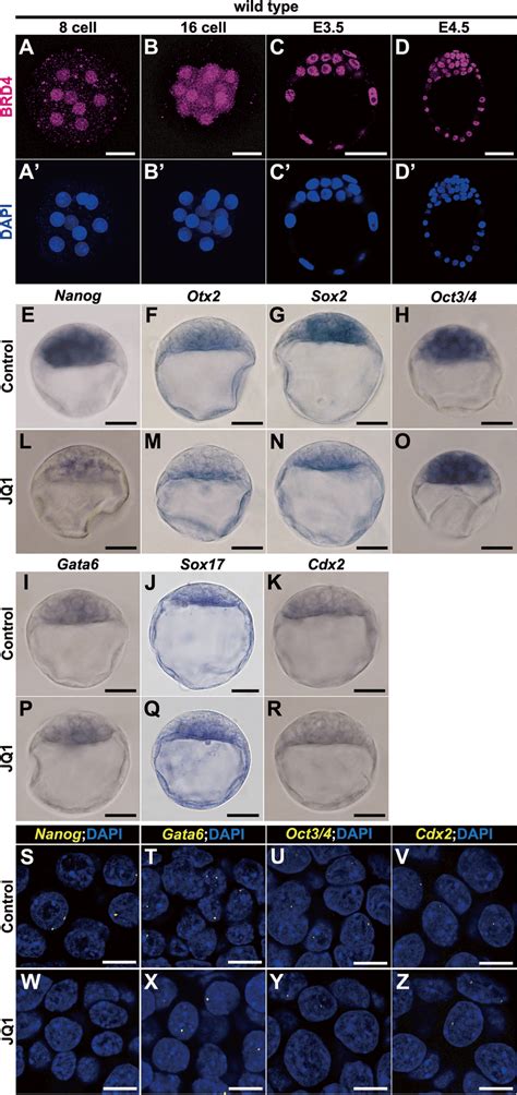 Downregulation of mRNA transcription of epiblast markers in mouse E3.5 ...