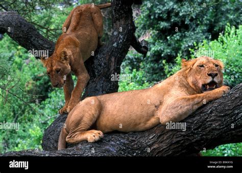 lions in tree lake manyara tanzania Stock Photo - Alamy