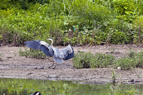 Wingspan of Blue Heron Photograph by Vernis Maxwell