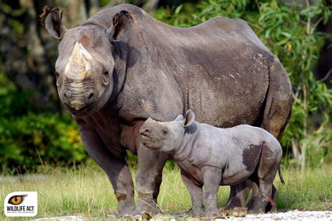 New population of rhino might have been discovered - Africa Geographic