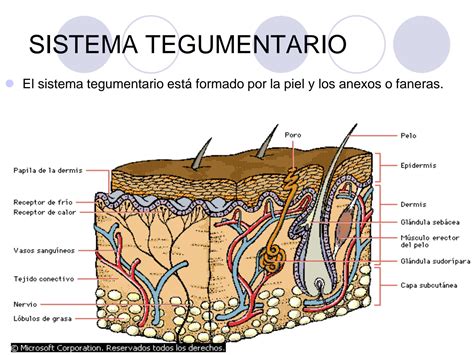 SOLUTION: Clase 2 sistema tegumentario - Studypool